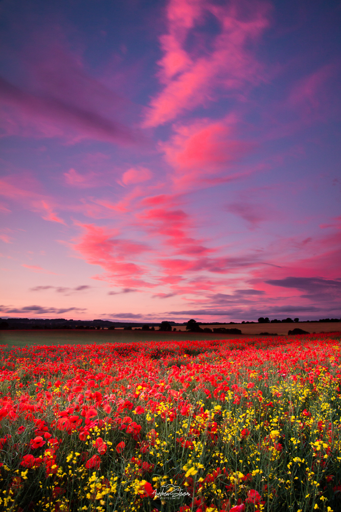 Poppies On Fire